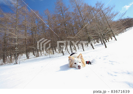 雪山の中にいる防寒着を着た雪を楽しむボーダーコリー 雪山の中にいる防寒着を着た雪を楽しむボーダーコリー 83671639