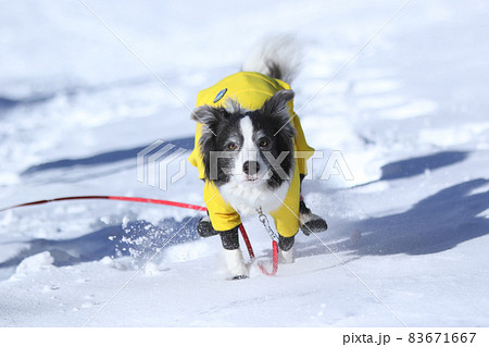 雪山の中にいる防寒着を着た雪を楽しむボーダーコリー 雪山の中にいる防寒着を着た雪を楽しむボーダーコリー 83671667