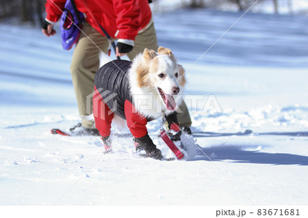 雪山の中にいる防寒着を着た雪を楽しむボーダーコリー 雪山の中にいる防寒着を着た雪を楽しむボーダーコリー 83671681