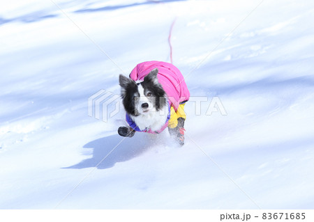 雪山の中にいる防寒着を着た雪を楽しむボーダーコリー 83671685