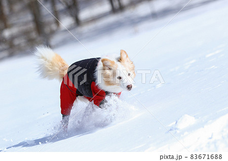 雪山の中にいる防寒着を着た雪を楽しむボーダーコリー 雪山の中にいる防寒着を着た雪を楽しむボーダーコリー 83671688
