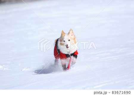 雪山の中にいる防寒着を着た雪を楽しむボーダーコリー 雪山の中にいる防寒着を着た雪を楽しむボーダーコリー 83671690