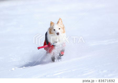 雪山の中にいる防寒着を着た雪を楽しむボーダーコリー 雪山の中にいる防寒着を着た雪を楽しむボーダーコリー 83671692
