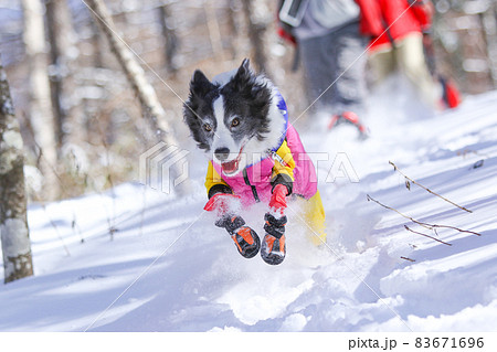 雪山の中にいる防寒着を着た雪を楽しむボーダーコリー 雪山の中にいる防寒着を着た雪を楽しむボーダーコリー 83671696