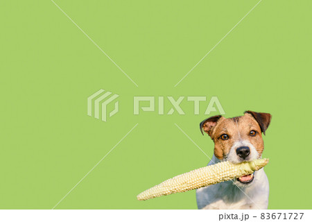 Concept of raw vegan food for domestic pets with dog holding fresh corn cob in mouth on solid color green background 83671727