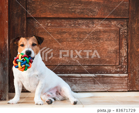 Pet-friendly accommodations concept with dog sitting in front of door with colorful ball 83671729