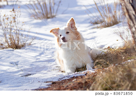雪が積もった森の中で飼い主の指示を待つボーダーコリー 83671850