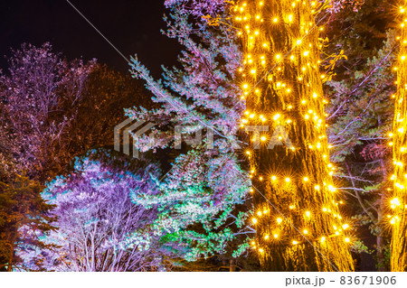 国営武蔵丘陵森林公園のイルミネーション 埼玉県 国営武蔵丘陵森林公園のイルミネーション 埼玉県 83671906