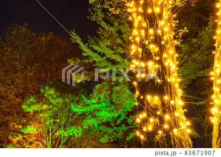 国営武蔵丘陵森林公園のイルミネーション　埼玉県 83671907
