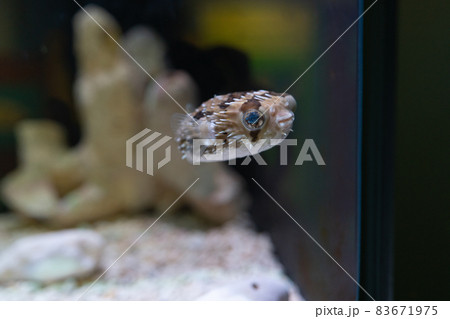 淡水魚 観賞魚 水槽 83671975