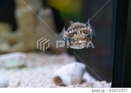 淡水魚 観賞魚 水槽 83671977