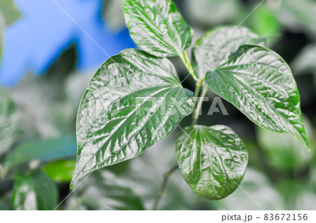 Wild Betel Leafbush , Piper sarmentosum Roxb or Piper lolot 83672156
