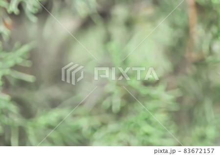 pine tree in blur background pine tree in blur background 83672157