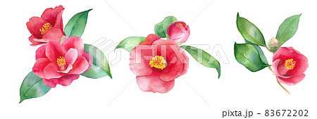 赤いツバキの水彩イラスト。装飾用。クリップアート3種セット。ヤブツバキ。 83672202