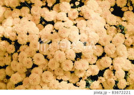 花 春 菊 83672221