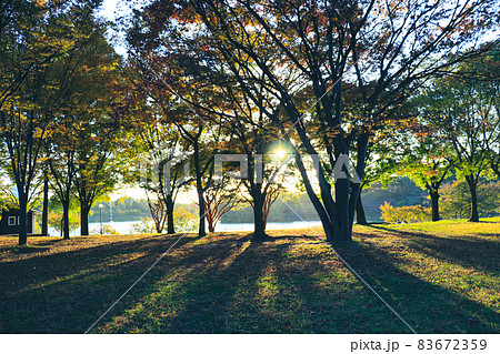 木々の隙間から光が射す公園 夕日の木漏れ日の写真素材 [83672359] - PIXTA