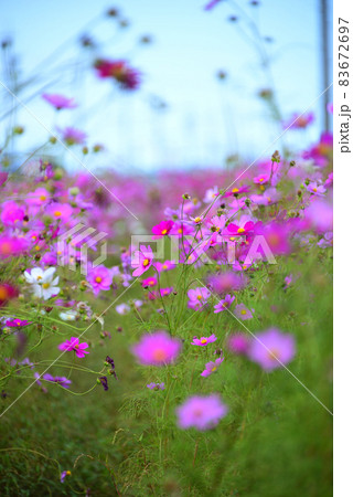 コスモス（秋桜）　松阪市 83672697