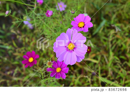コスモス（秋桜）　松阪市 83672698