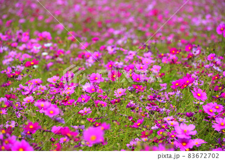 コスモス（秋桜）　松阪市 83672702