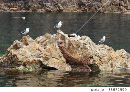 新潟　佐渡　尖閣湾揚島遊園　岩場に佇むウミネコ 83672999