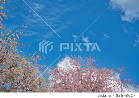 【奈良県】4月・満開の枝垂れ桜　高見の郷 83673017