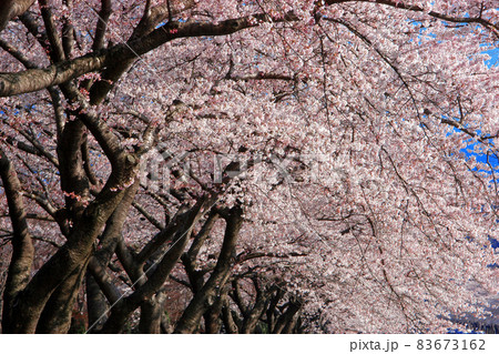 約8000本の桜がトンネルを作る冨士霊園 83673162