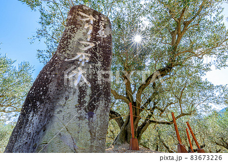 オリーブの原木 香川県小豆島 オリーブの原木 香川県小豆島 83673226