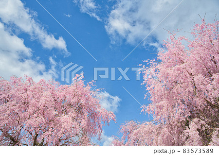【奈良県】4月・満開の枝垂れ桜　高見の郷 83673589