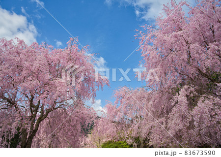 【奈良県】4月・満開の枝垂れ桜　高見の郷 83673590