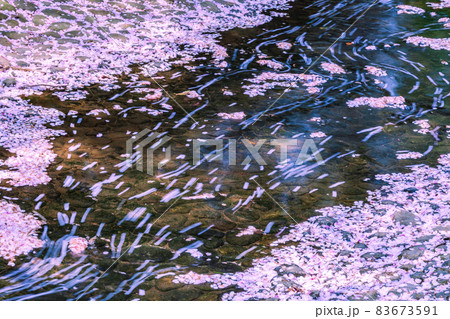桜  流れる花びら 83673591