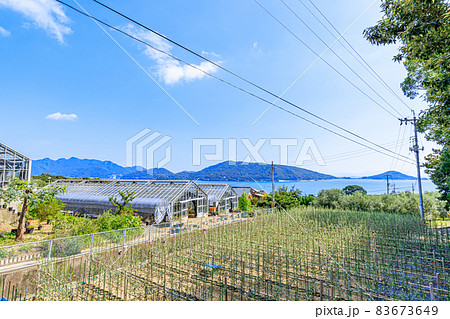 オリーブの苗木と小豆島の風景 香川県 オリーブの苗木と小豆島の風景 香川県 83673649