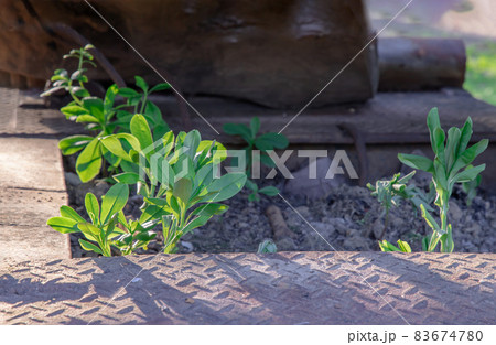 Young green trees growing through old car wreck. 83674780