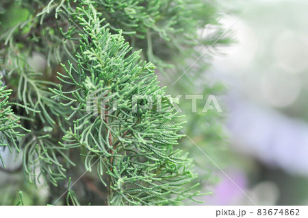 pine tree in blur background, Juniperus chinensis pine tree in blur background, Juniperus chinensis 83674862