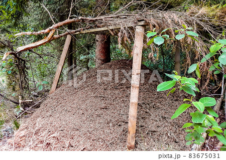 Big anthill in the forest among the green trees 83675031