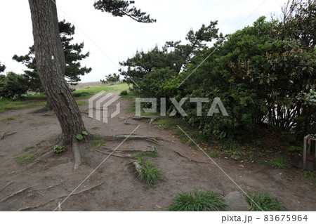 葉山　一色海岸 83675964