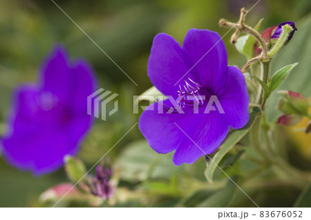 紫色のシコンノボタンの花が咲いています。学名はTibouchina urvilleanaです。 83676052