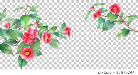 紅茶花的水彩插圖。從左右延伸的樹枝裝飾框架。橫幅背景。山茶花。 紅茶花的水彩插圖。從左右延伸的樹枝裝飾框架。橫幅背景。山茶花。 83676244
