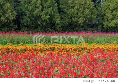 メナード青山リゾート　秋の花々が咲くハーブ園 83676366