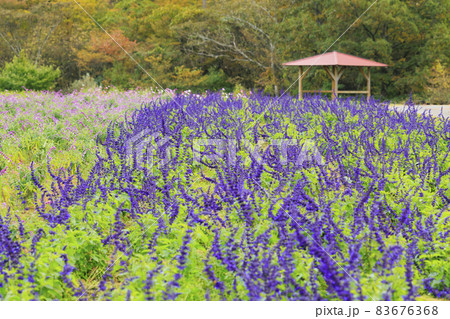 メナード青山リゾート　秋の花々が咲くハーブ園 83676368