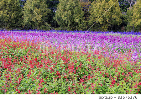 メナード青山リゾート 秋の花々が咲くハーブ園 メナード青山リゾート 秋の花々が咲くハーブ園 83676376