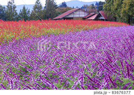 メナード青山リゾート 秋の花々が咲くハーブ園 メナード青山リゾート 秋の花々が咲くハーブ園 83676377