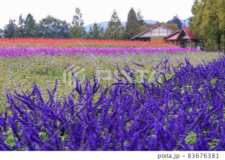 メナード青山リゾート　秋の花々が咲くハーブ園 83676381