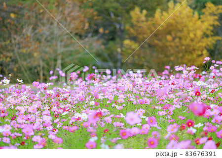 メナード青山リゾート　秋の花々が咲くハーブ園 83676391