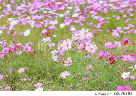 メナード青山リゾート　秋の花々が咲くハーブ園 83676392