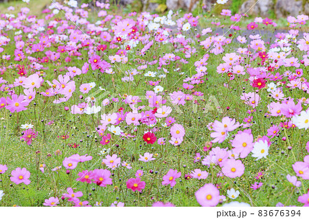 メナード青山リゾート　秋の花々が咲くハーブ園 83676394