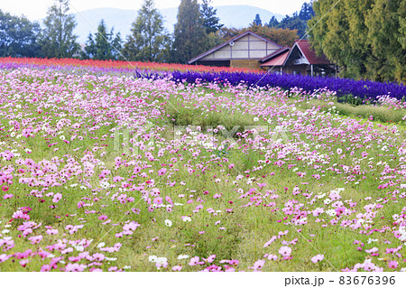 メナード青山リゾート　秋の花々が咲くハーブ園 83676396