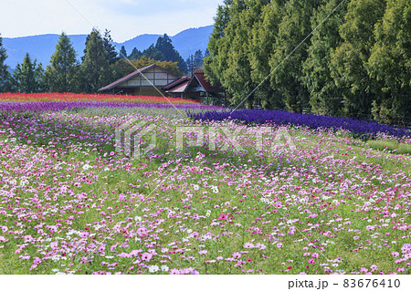 メナード青山リゾート　秋の花々が咲くハーブ園 83676410