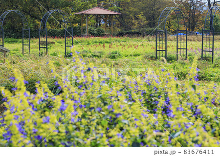 メナード青山リゾート 秋の花々が咲くハーブ園 メナード青山リゾート 秋の花々が咲くハーブ園 83676411