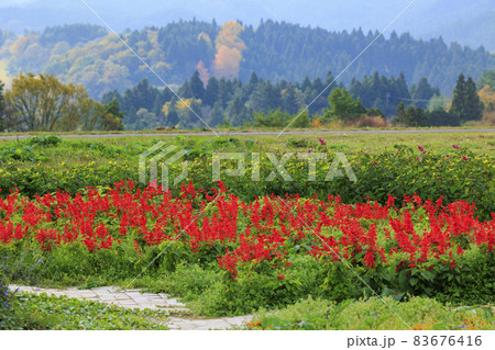 メナード青山リゾート　秋の花々が咲くハーブ園 83676416