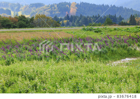 メナード青山リゾート 秋の花々が咲くハーブ園 メナード青山リゾート 秋の花々が咲くハーブ園 83676418